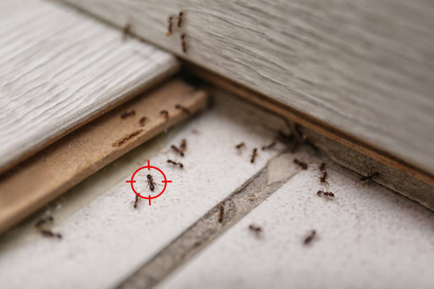 Best Wildlife Control Services  in Lowell, NC