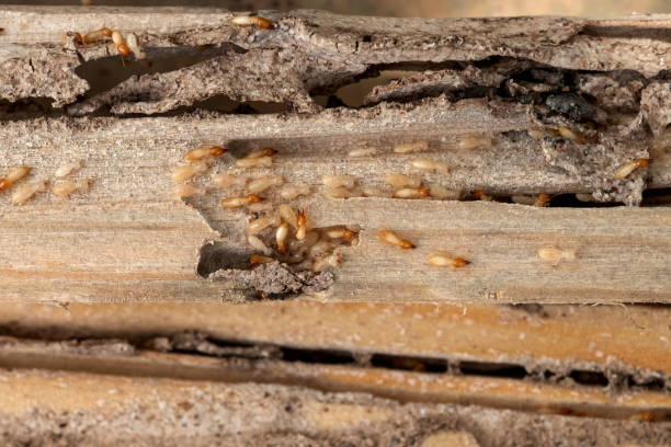 Best Local Pest Control Services  in Lowell, NC