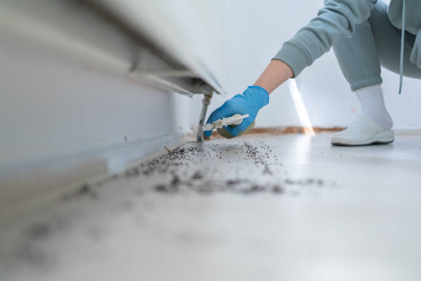 Best Wasp Removal Services  in Lowell, NC